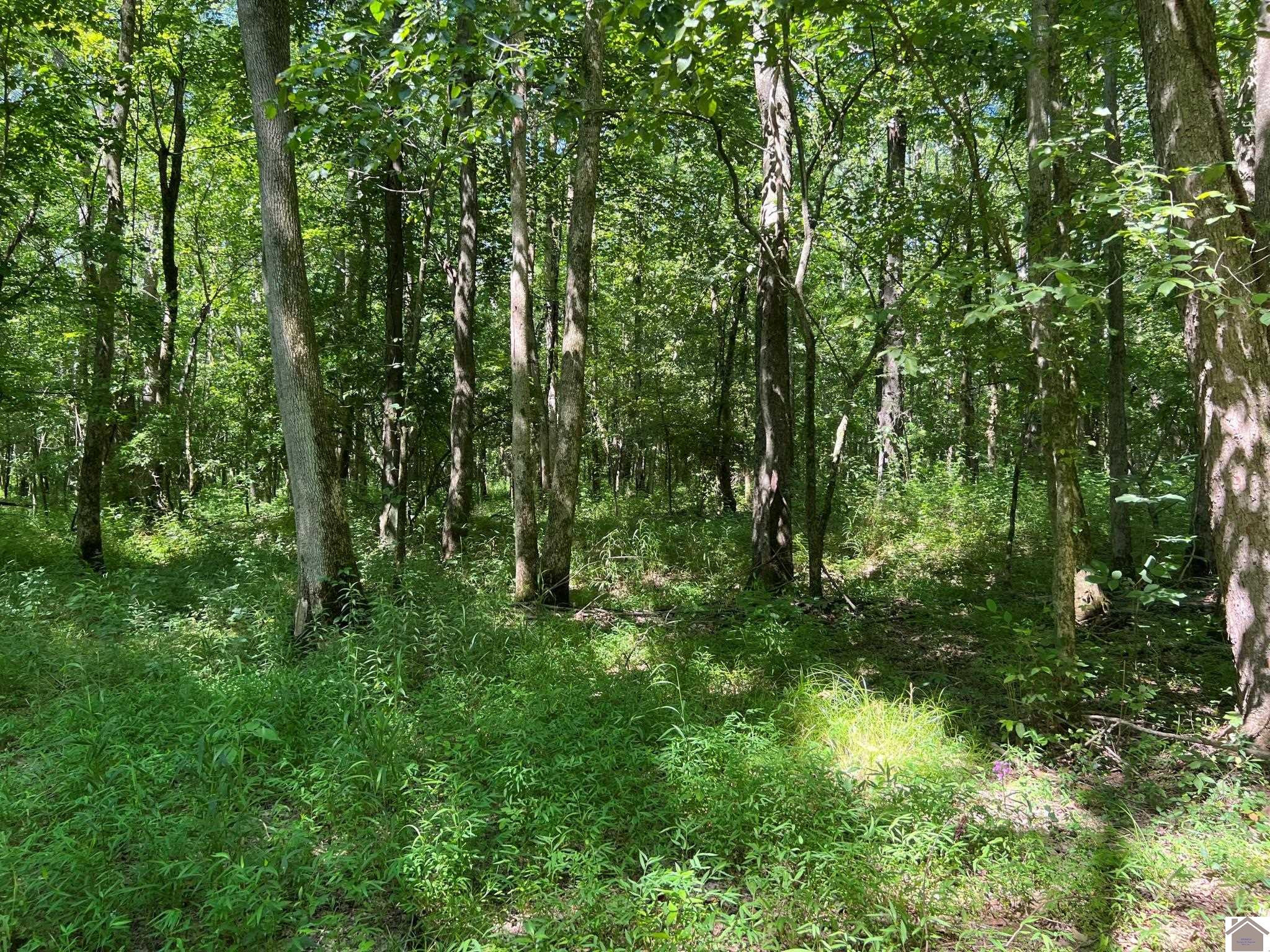 0 Mayfield Road Wickliffe, KY 42087 - Photo 15 of 26 Photo 15