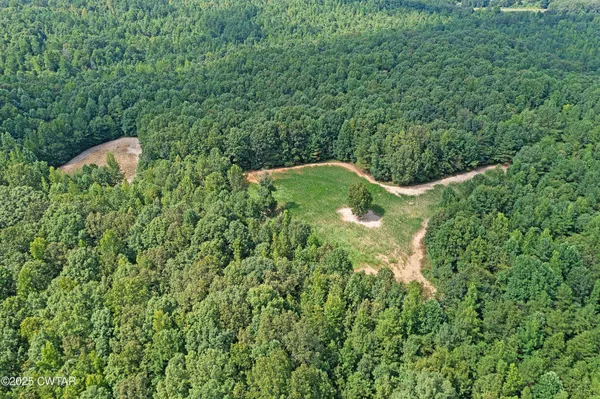 a view of a lush green forest