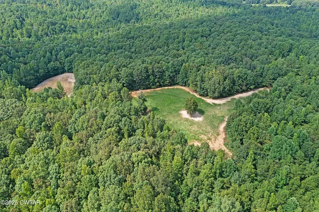 a view of a lush green forest
