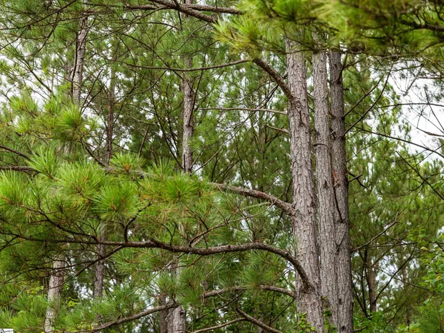 $625,000 | 504 State Rd S-39-152, Liberty, SC 29657