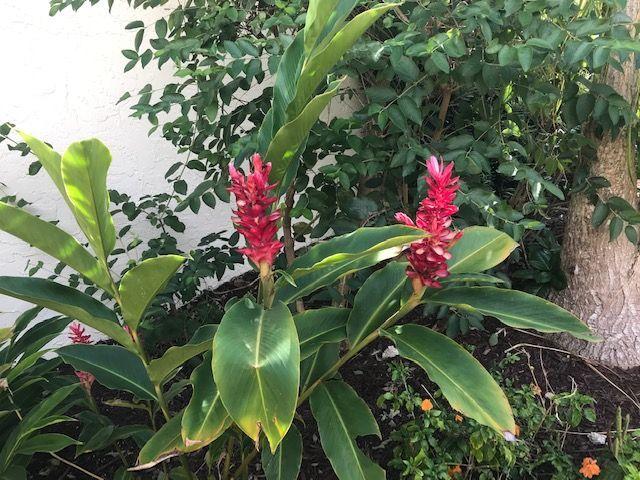 5530 Northwest 3rd Terrace Boca Raton, FL 33487 - Photo 45 of 56 Ginger plant 5300