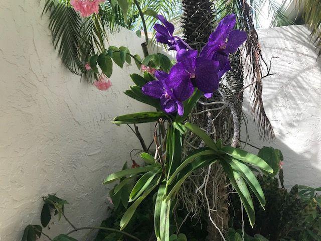 5530 Northwest 3rd Terrace Boca Raton, FL 33487 - Photo 46 of 56 Orchids 5300
