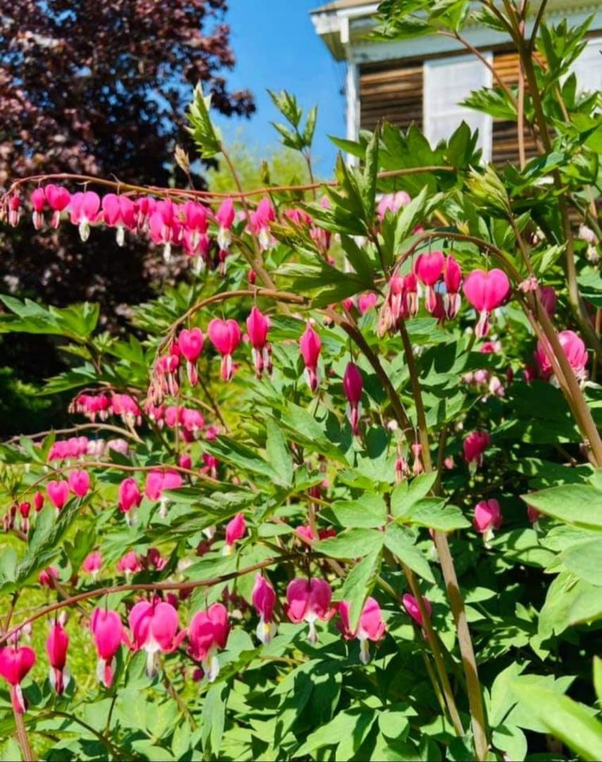 1386 State Route 32 Round Pond, ME 04564 - Photo 57 of 80 Bleeding heart in bloom from front yard