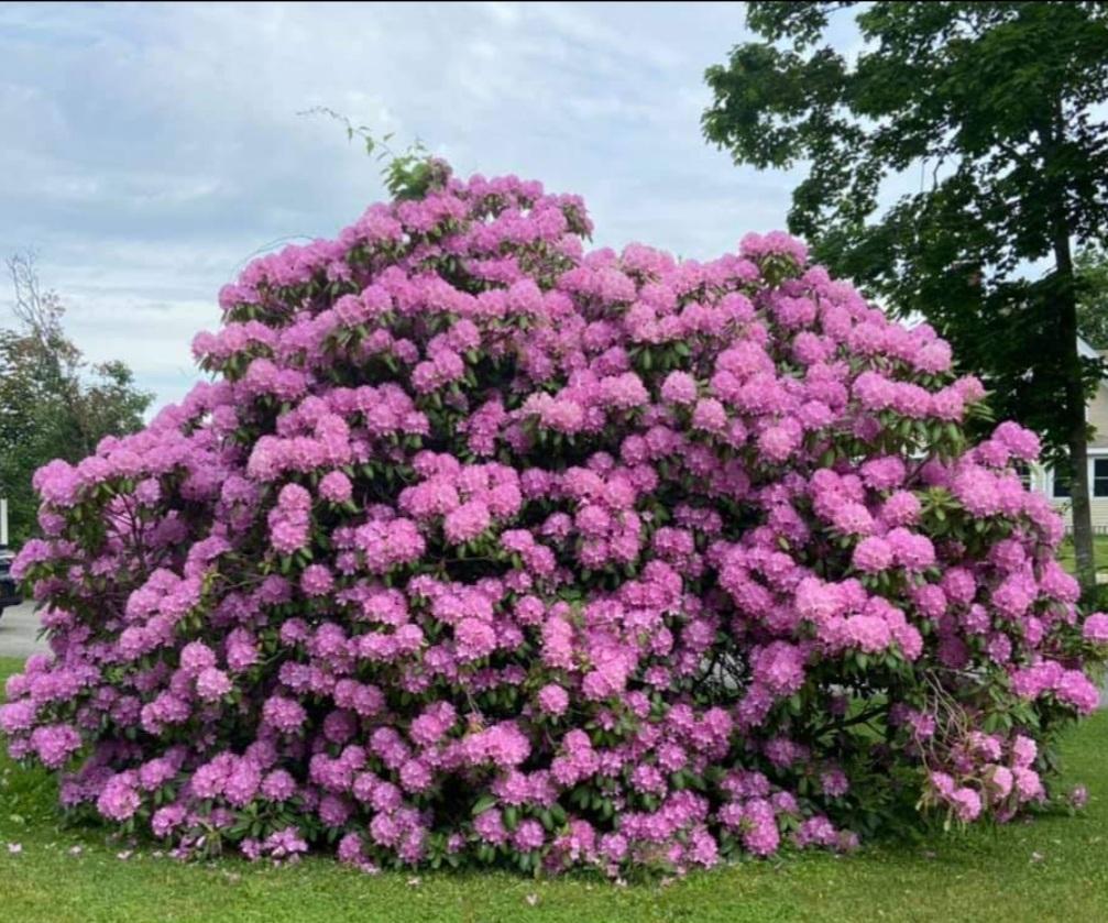 1386 State Route 32 Round Pond, ME 04564 - Photo 58 of 80 Rhododendron blooming in front yard