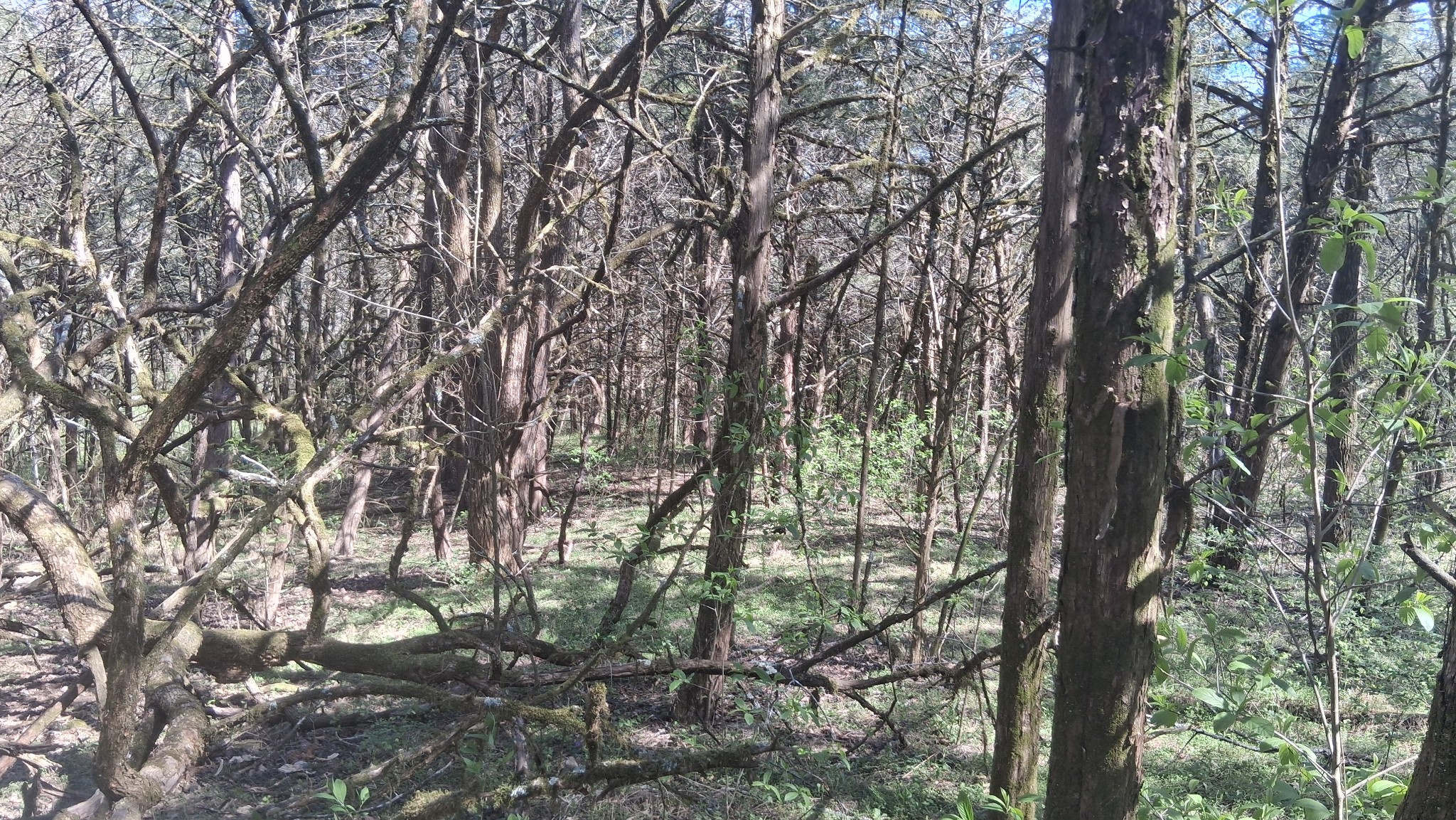 2431 Williams Road Cornersville, TN 37047 - Photo 7 of 8