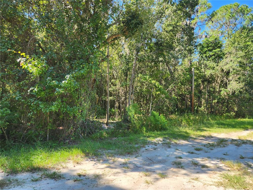 143 Atkins Road Georgetown, FL 32139 - Photo 1 of 1 Gallery Image 1