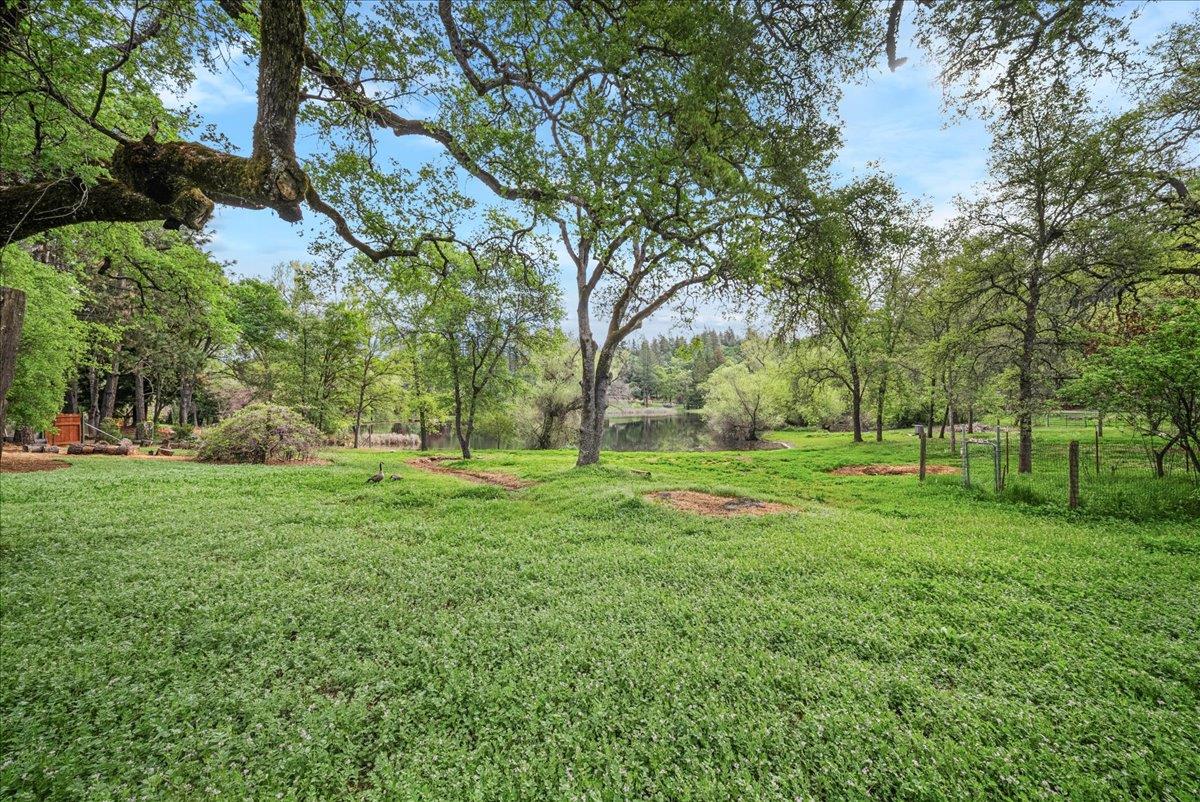 709 Cole Road Meadow Vista, CA 95722 - Photo 22 of 57 a view of a park with large trees