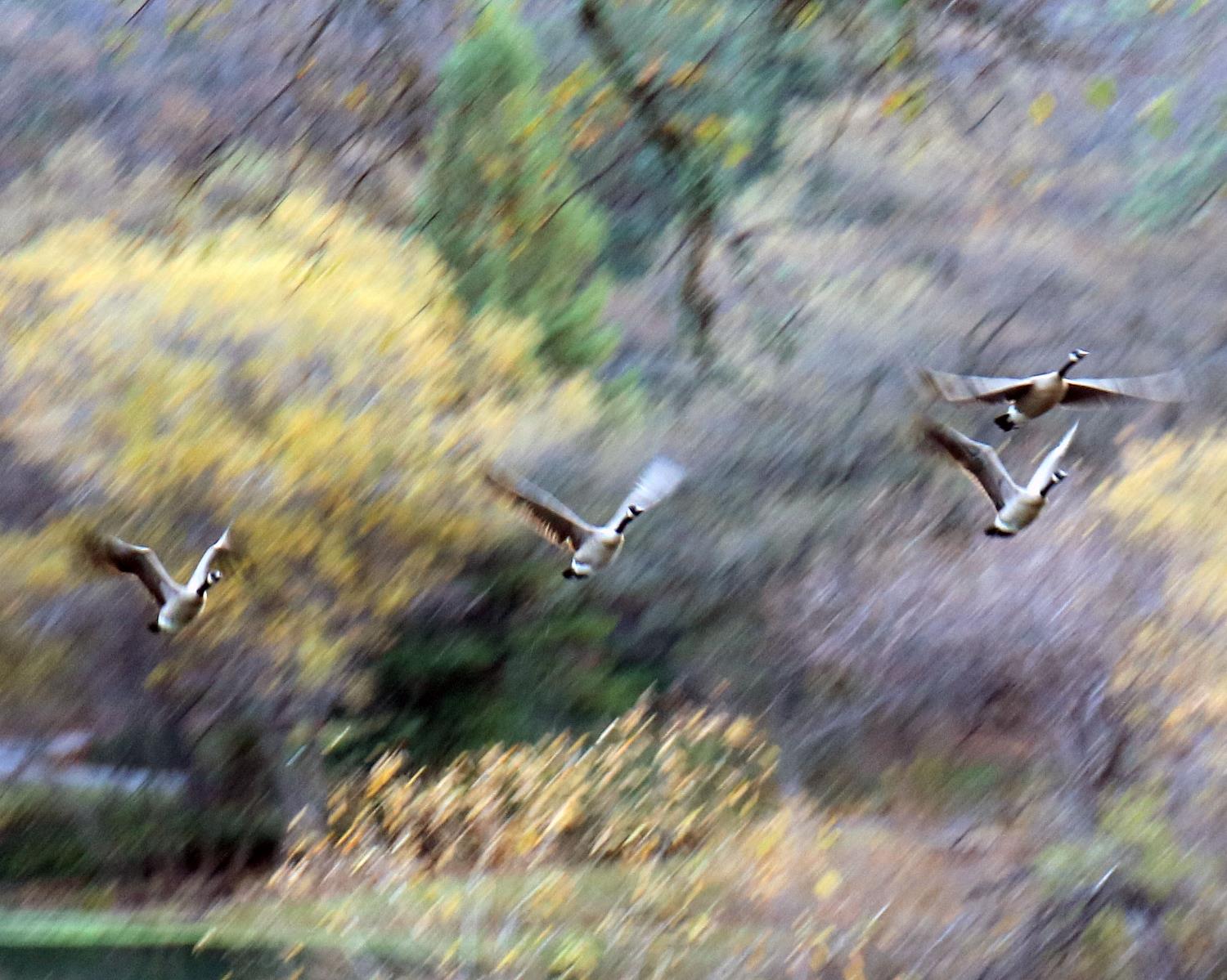 709 Cole Road Meadow Vista, CA 95722 - Photo 55 of 57