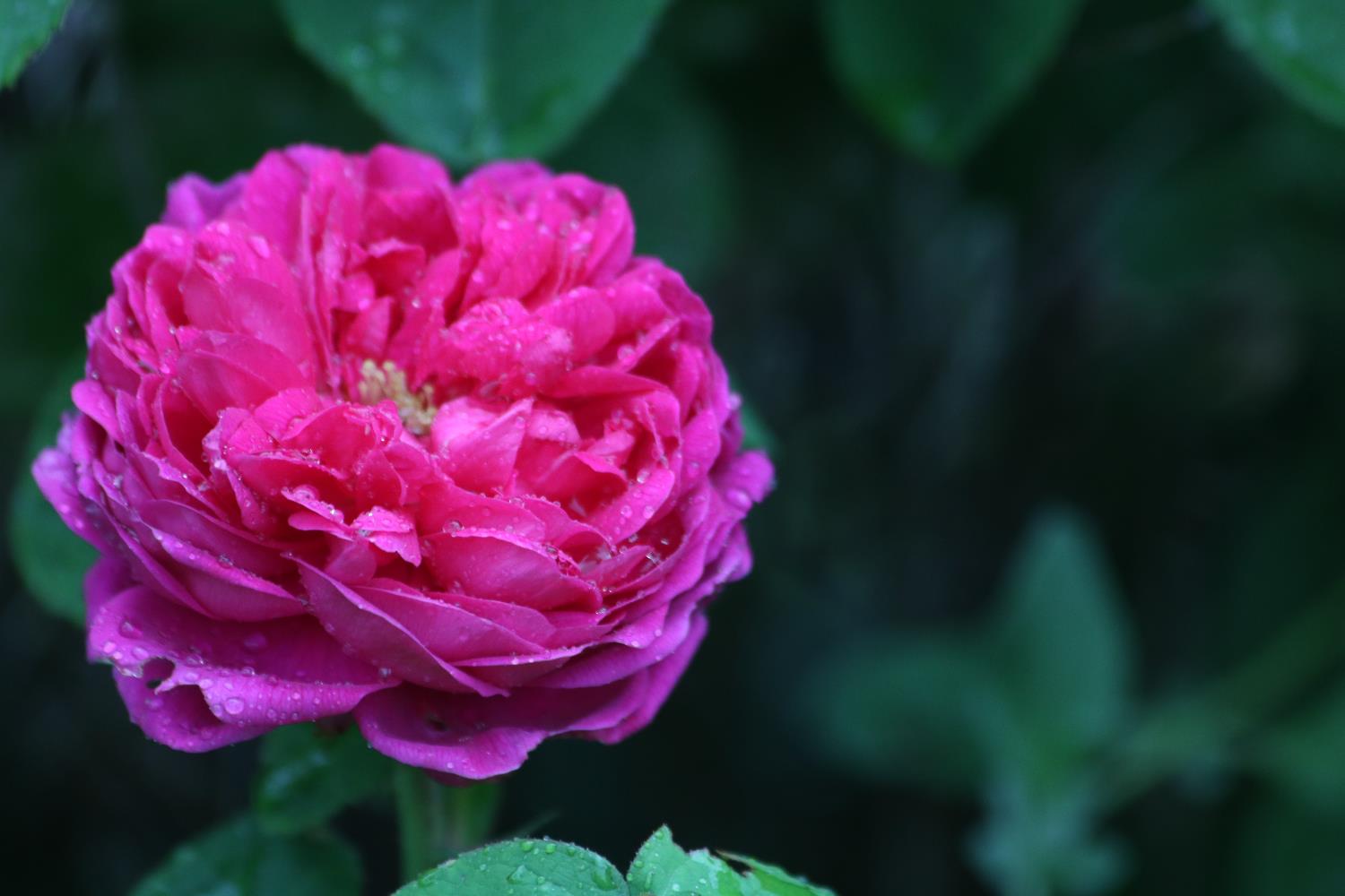 709 Cole Road Meadow Vista, CA 95722 - Photo 57 of 57