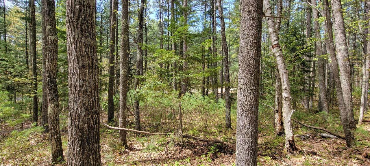 Off Witches Lake Road, Unit LOT 4 Woodruff, WI 54568 - Photo 32 of 39 Gallery Image 32