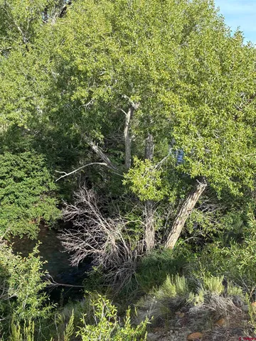 a view of a lush green forest with lawn chairs and plants