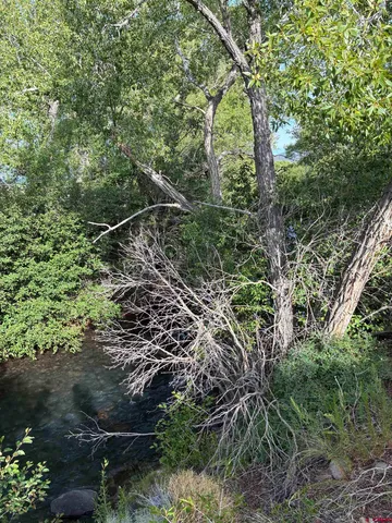 a view of a forest with a tree