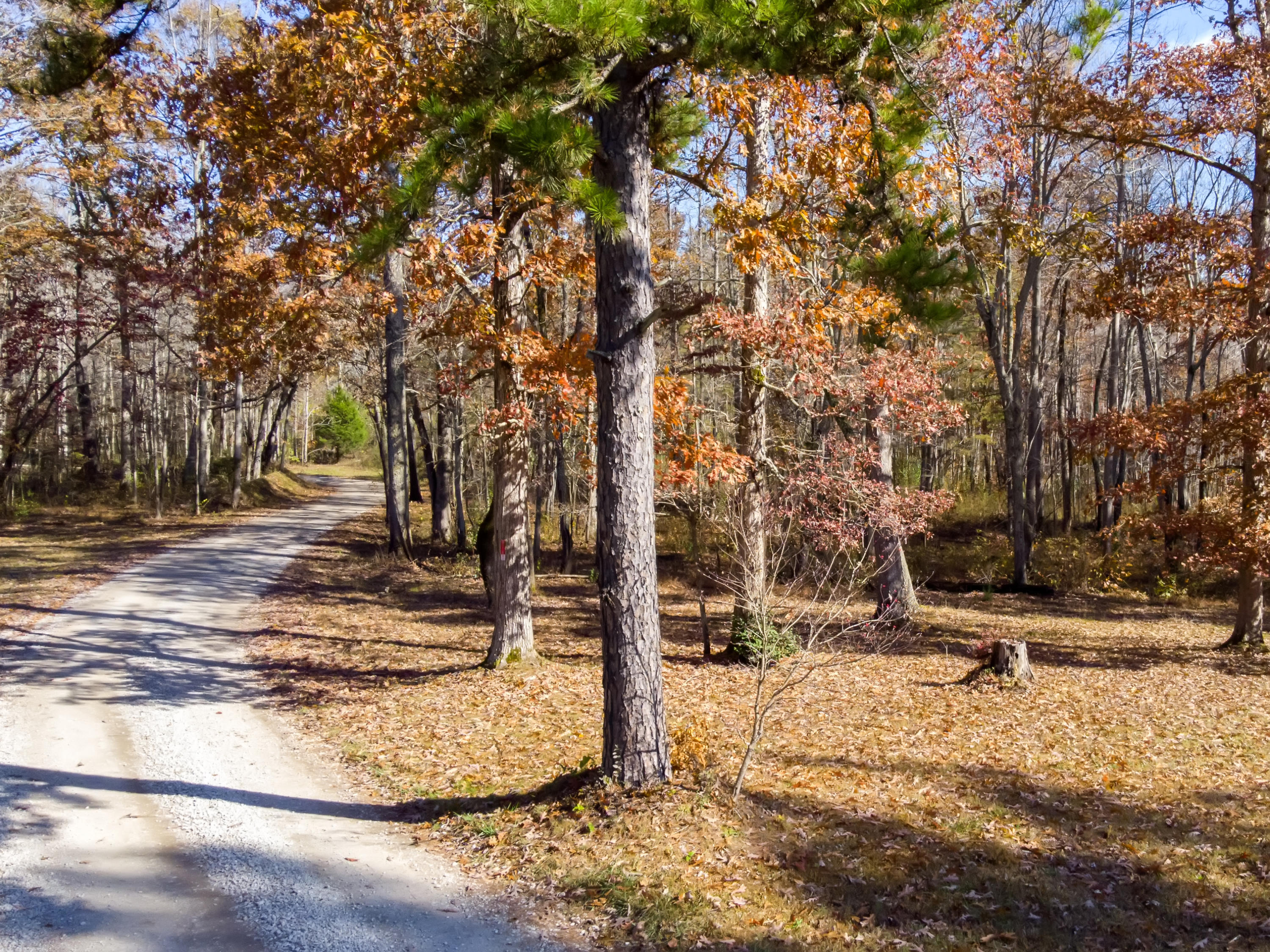 157 Davis Road Sunbright, TN 37872 - Photo 6 of 26 157 Davis Road