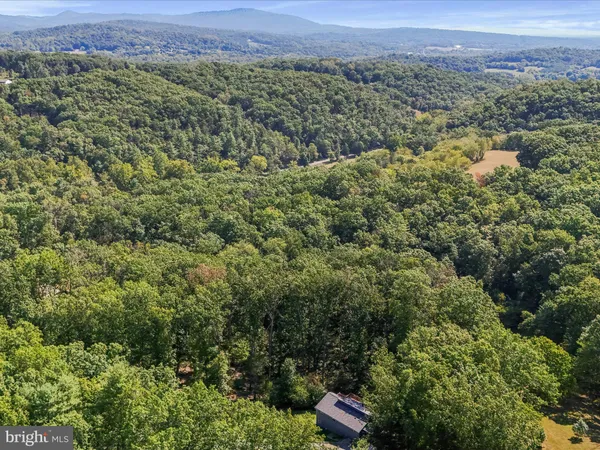 a view of a forest with a street