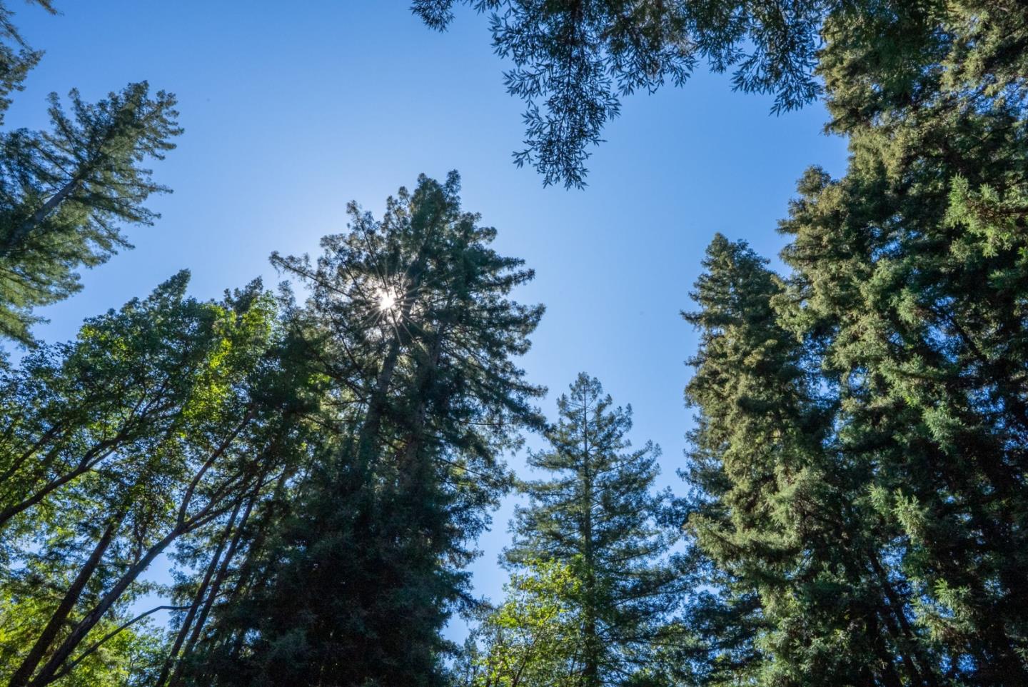 14161 Old Japanese Road Los Gatos, CA 95033 - Photo 69 of 75