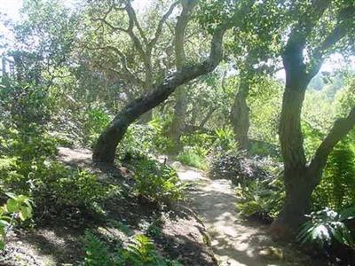 80 Manderly Road San Rafael, CA 94901 - Photo 4 of 9 a picture of trees