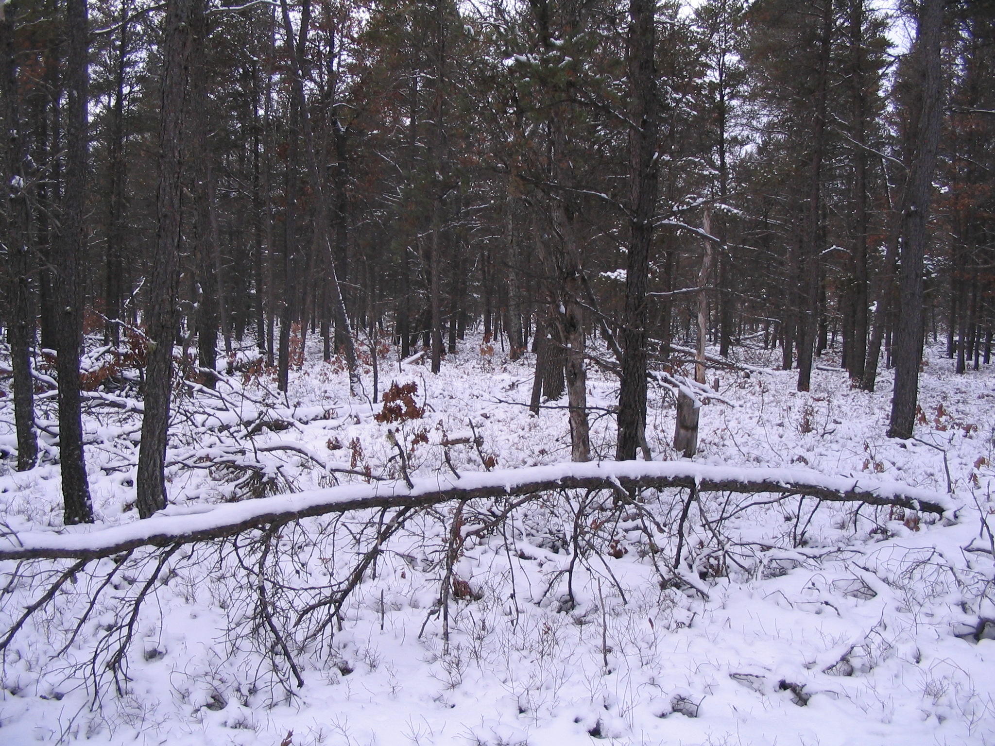 1 Rustic Lane Grayling, MI 49738 - Photo 6 of 6 Gallery Image 6