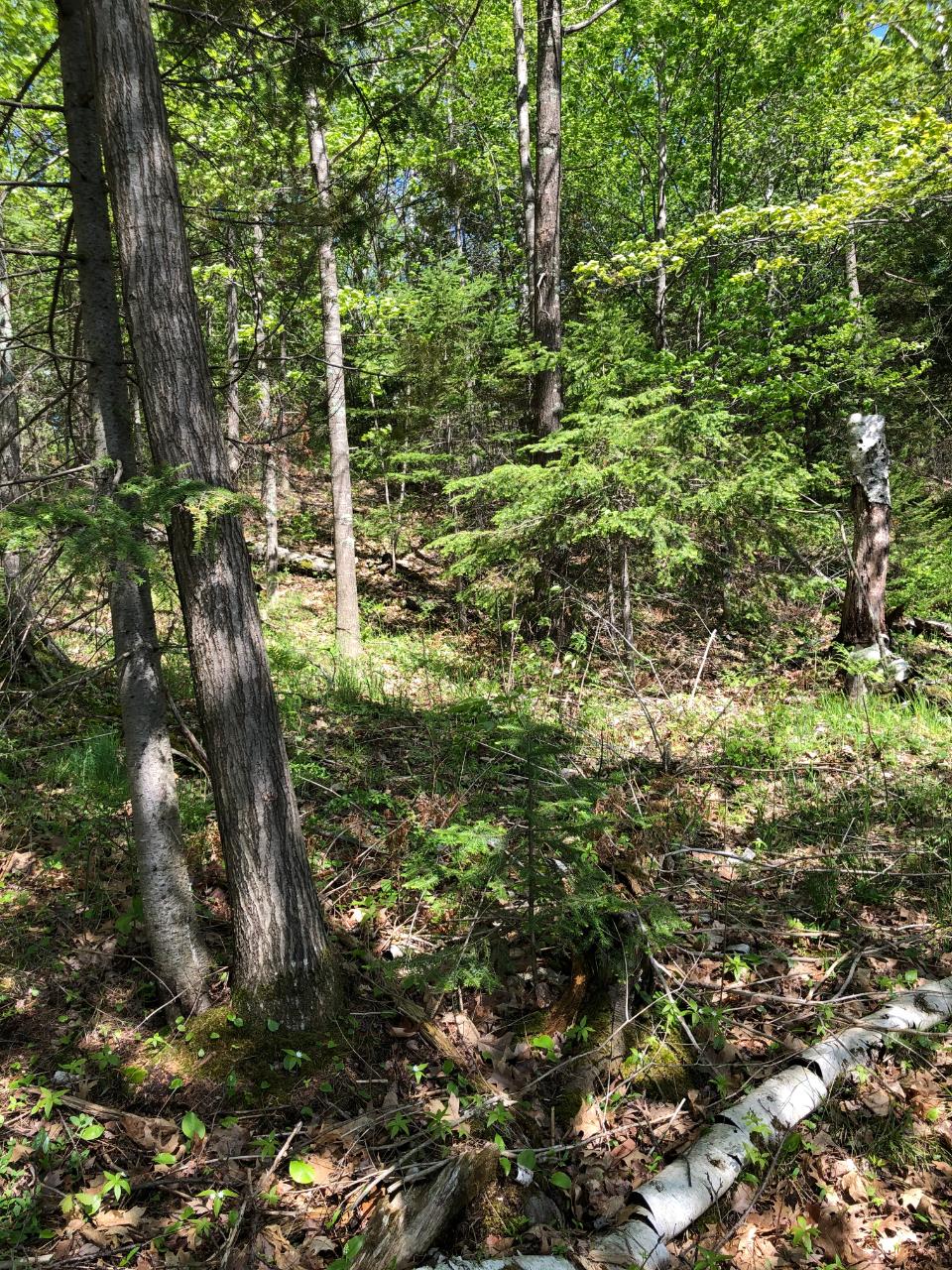 Lot 2 Kling Road Presque Isle, WI 54557 - Photo 2 of 18 Gallery Image 2