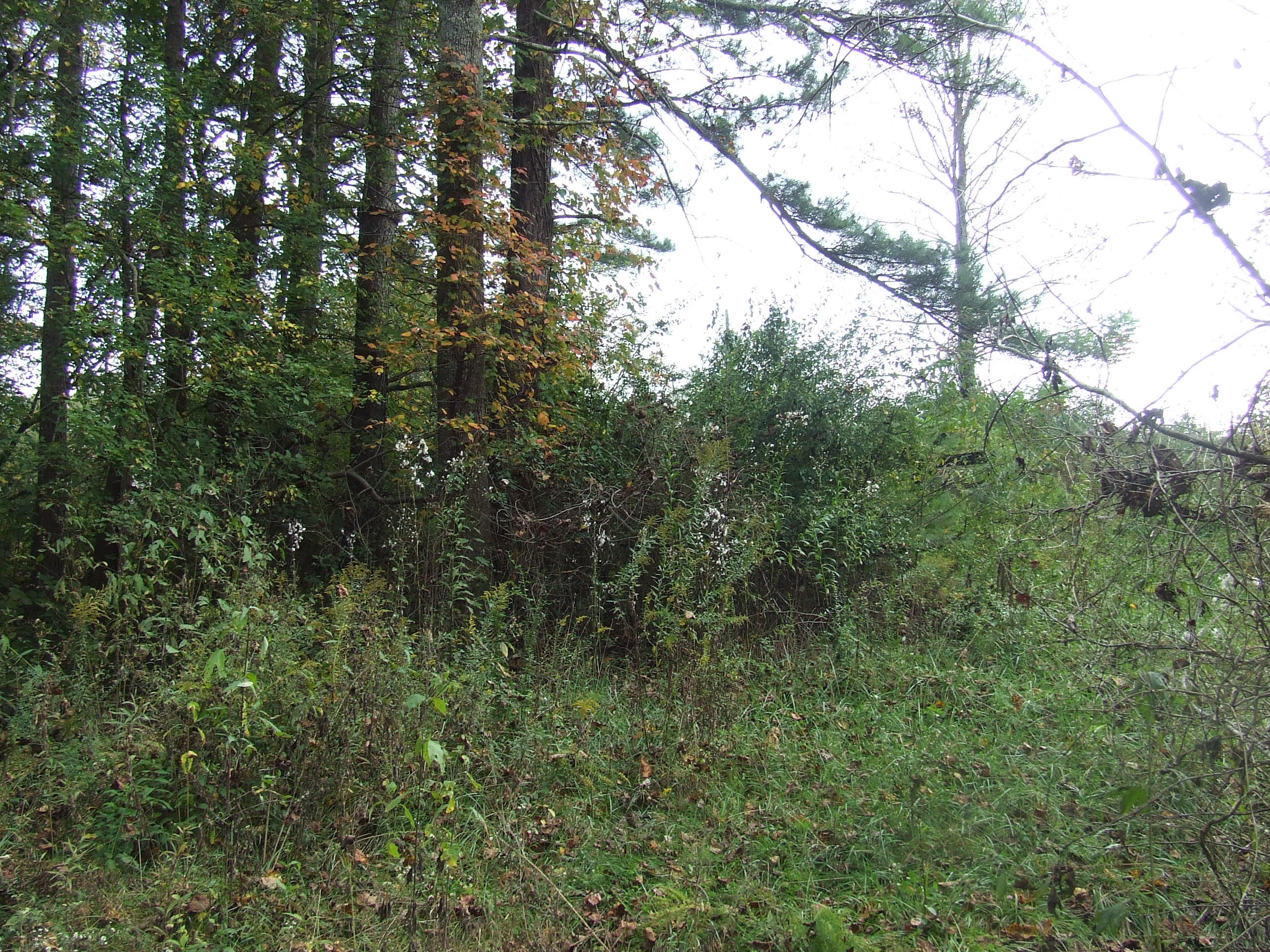601 Walt Reed Road Grandview, TN 37337 - Photo 8 of 9 601 (3)