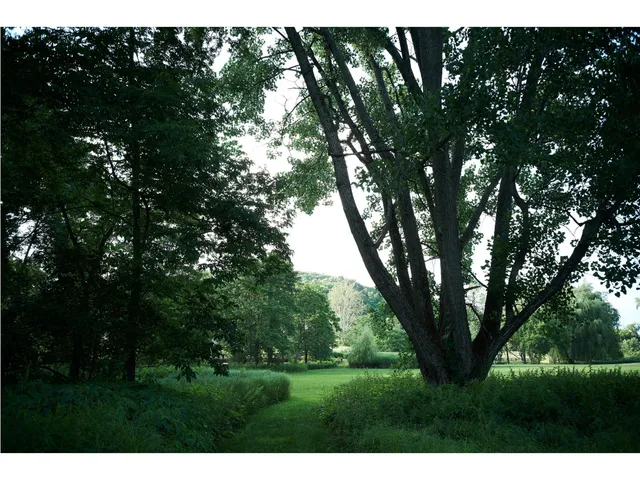 a open area with lots of trees