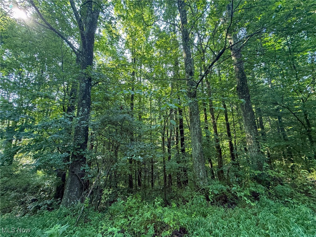 View of tree filled area