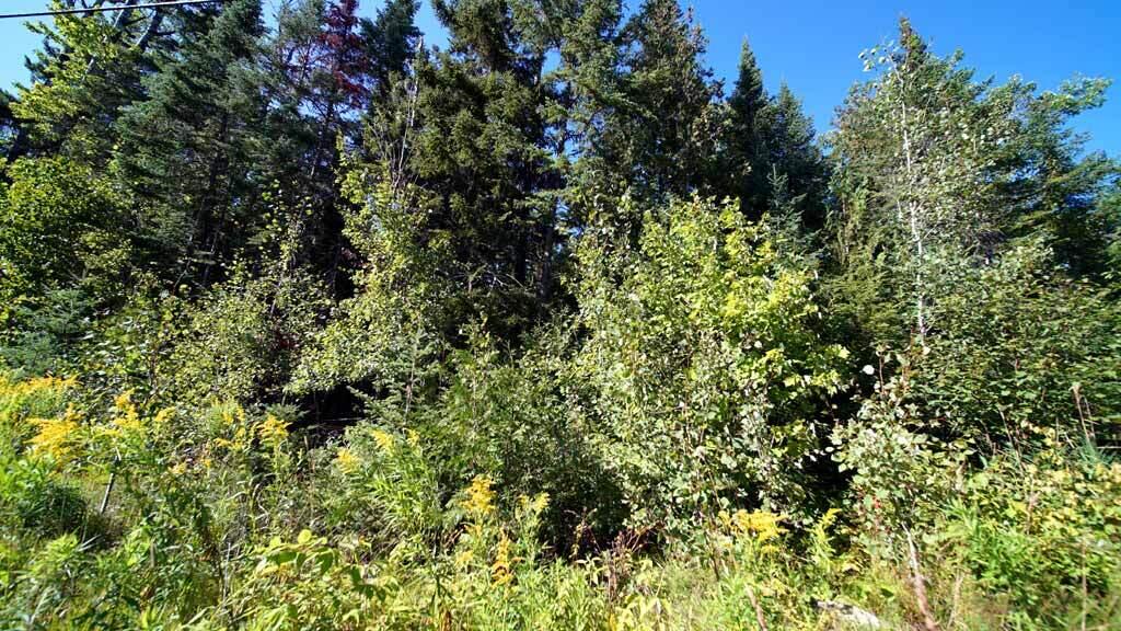 Lot 8 Dudley Road Mapleton, ME 04757 - Photo 25 of 26 castle-hill-me-land-11