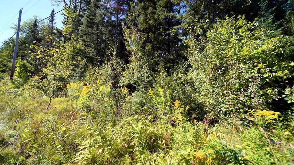 Lot 8 Dudley Road Mapleton, ME 04757 - Photo 26 of 26 castle-hill-me-land-12