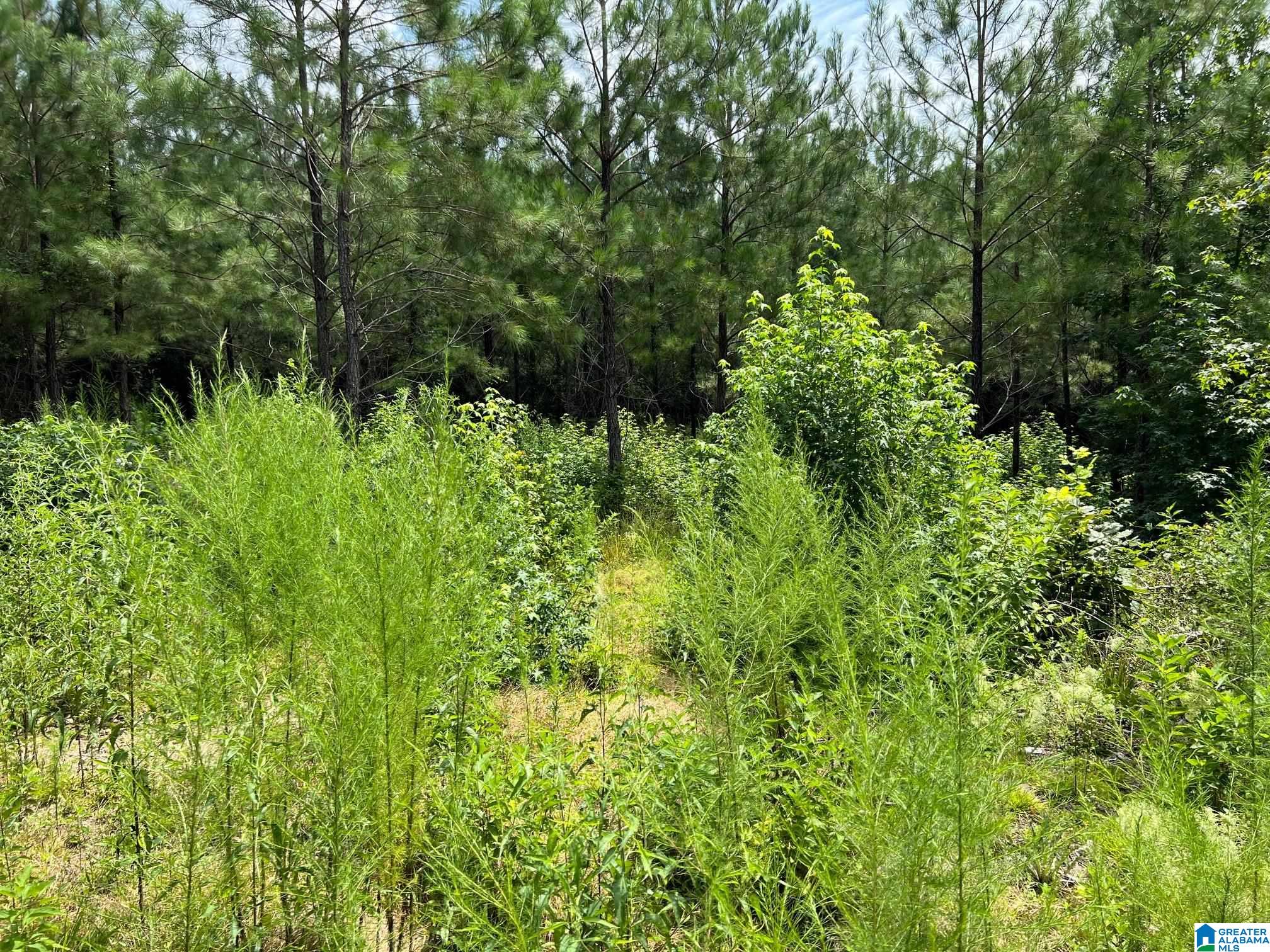 0 Cahaba Hill Road Centreville, AL 35042 - Photo 2 of 13