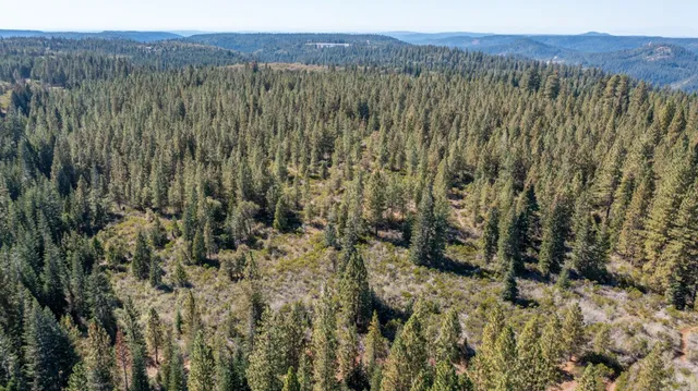 a view of a lush green forest with trees