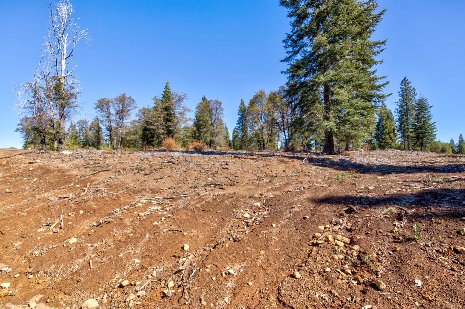 0 Kearsarge Mill Road Alta, CA 95715 - Photo 13 of 37 a view of dirt yard with a large tree