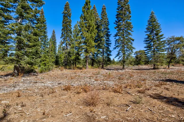 a view of a yard with trees