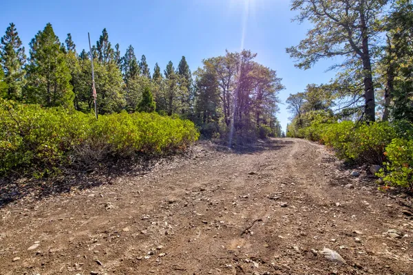 a view of a park with large trees