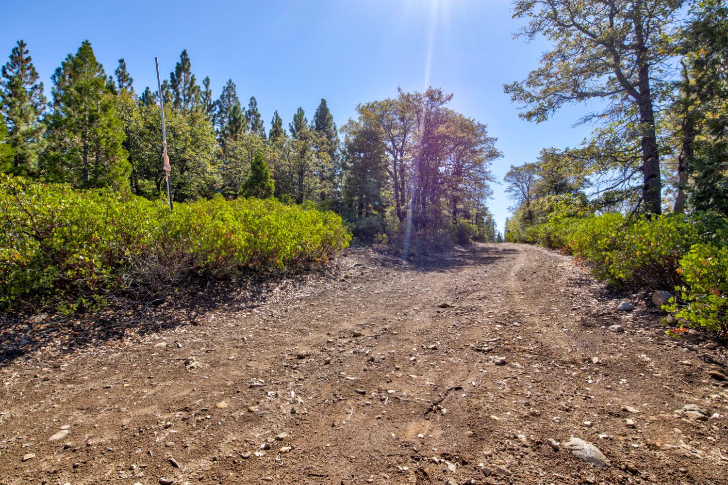 0 Kearsarge Mill Road Alta, CA 95715 - Photo 20 of 37 a view of a park with large trees
