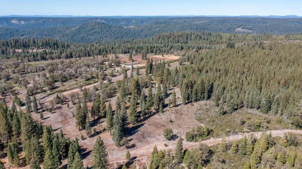 a view of a forest with a mountain in the background