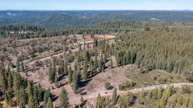 a view of a forest with a mountain in the background