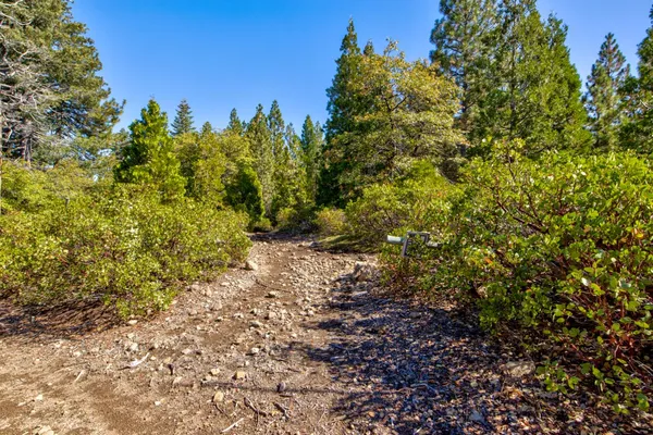 a view of a yard with plants and trees