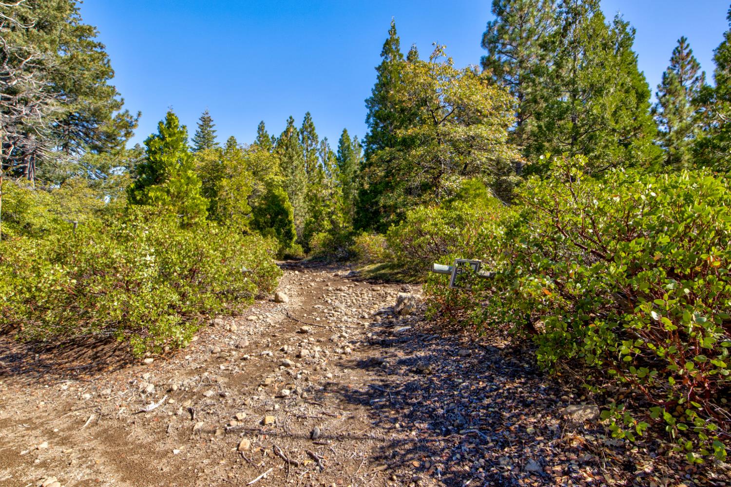 0 Kearsarge Mill Road Alta, CA 95715 - Photo 21 of 37 a view of a yard with plants and trees