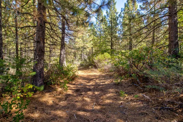 a view of a yard with plants and trees
