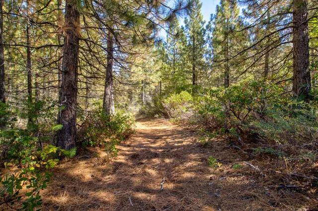 a view of a yard with plants and trees