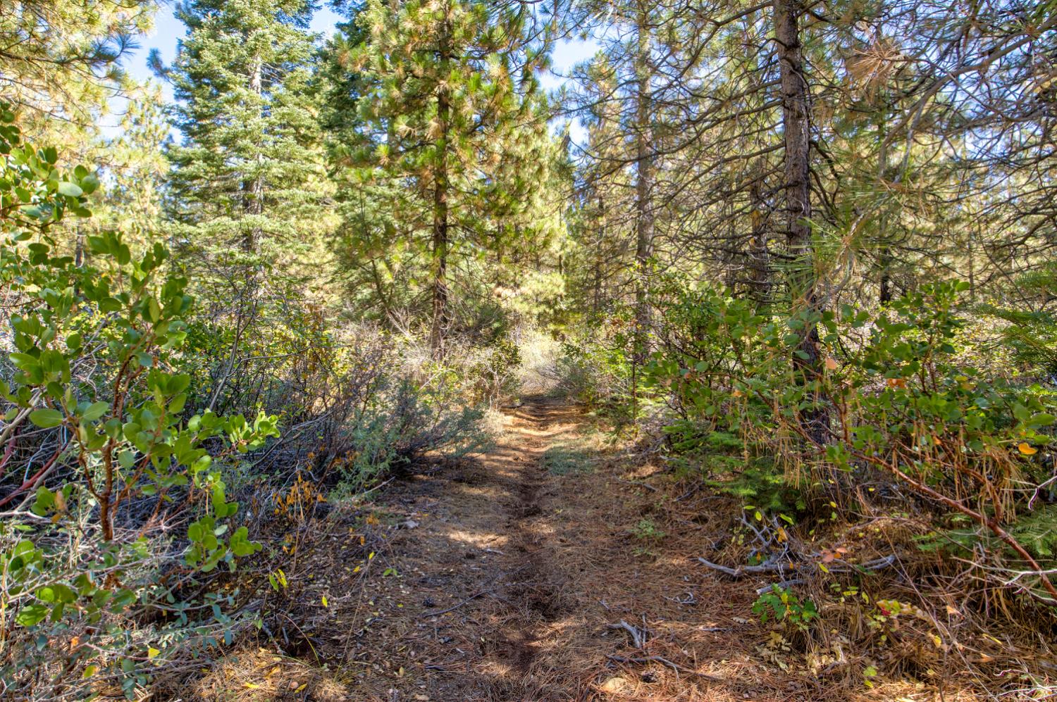 0 Kearsarge Mill Road Alta, CA 95715 - Photo 23 of 37 a view of a yard with a tree