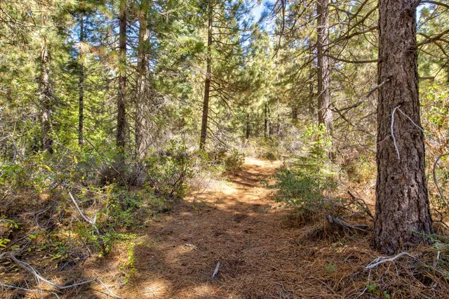 a view of a yard with a tree