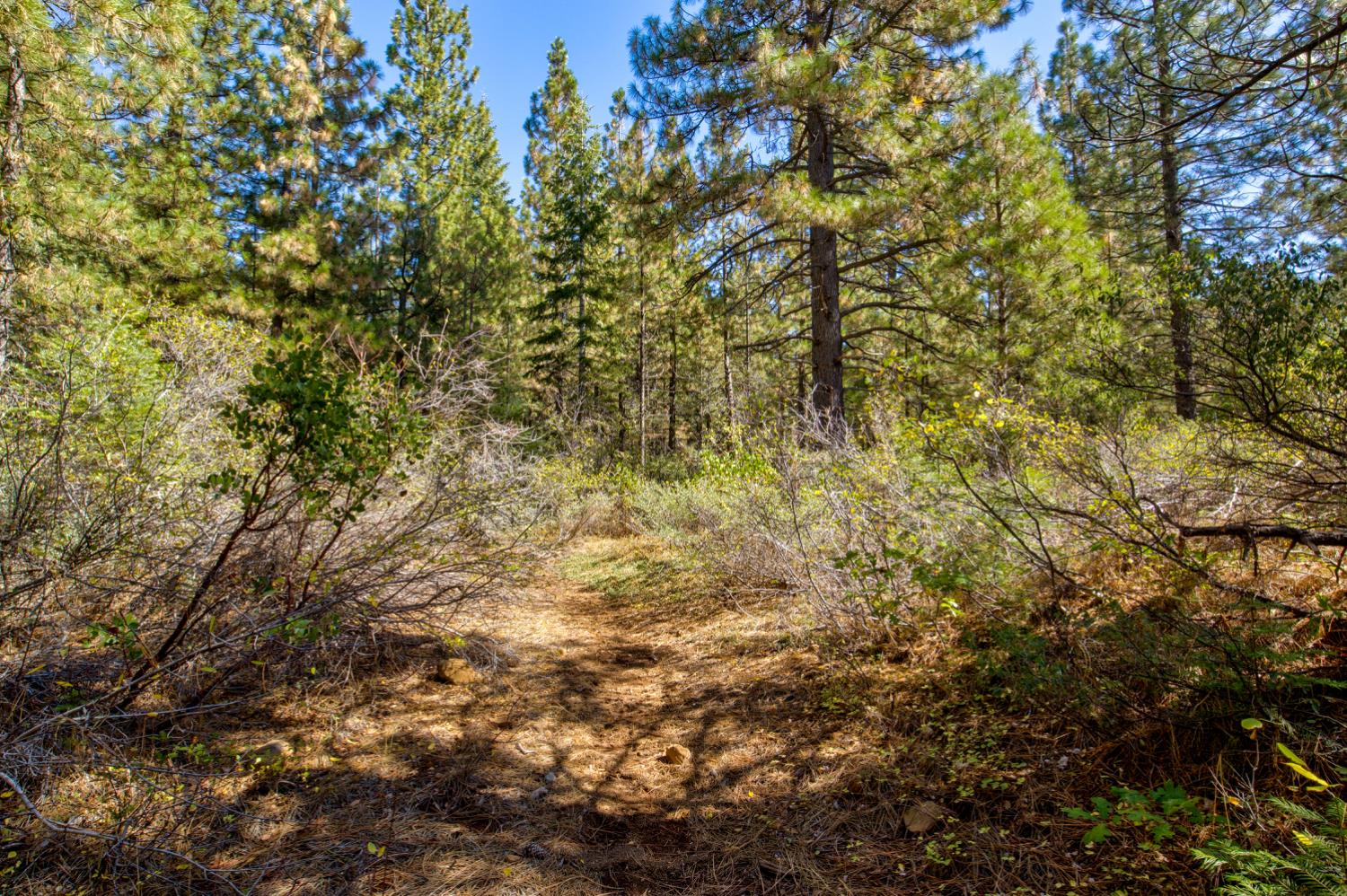 0 Kearsarge Mill Road Alta, CA 95715 - Photo 25 of 37 a view of a tree