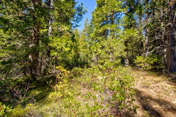 a view of a tree with a yard