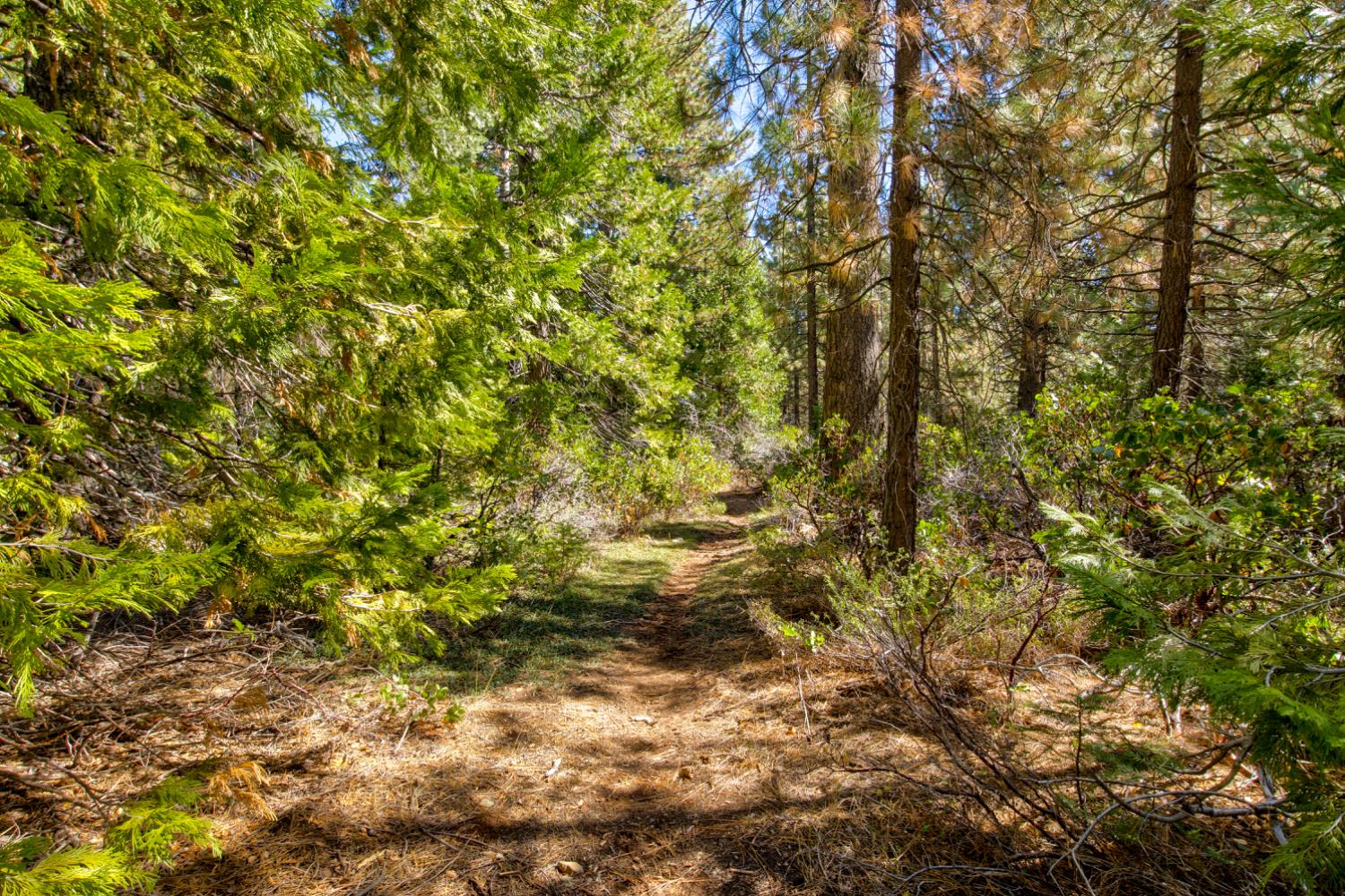0 Kearsarge Mill Road Alta, CA 95715 - Photo 28 of 37 a view of a tree