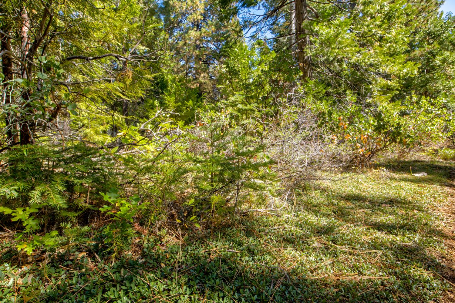 0 Kearsarge Mill Road Alta, CA 95715 - Photo 29 of 37 a view of a tree