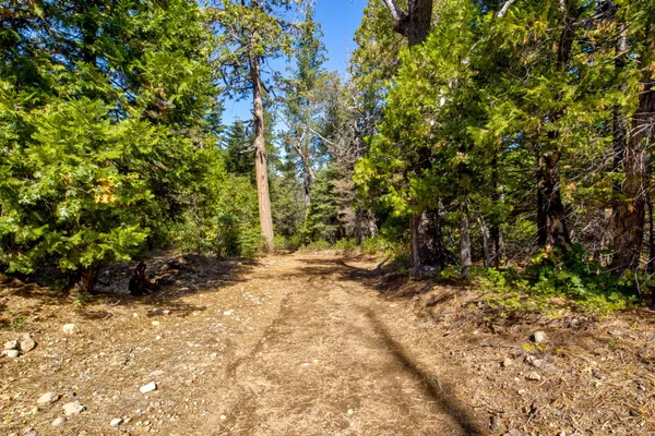 a view of a yard with plants and trees