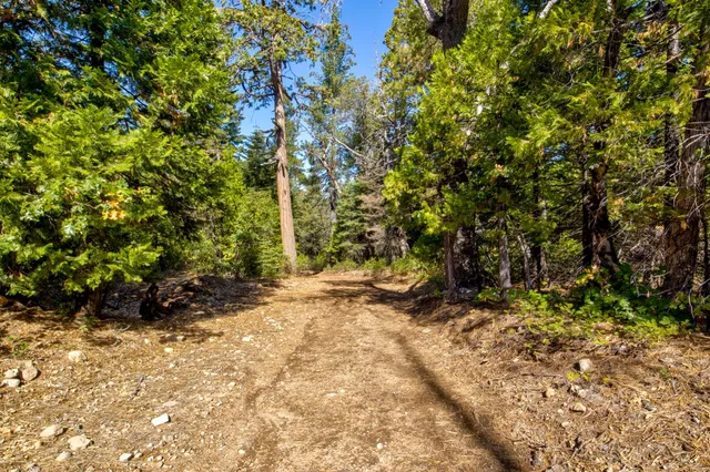 a view of a yard with plants and trees