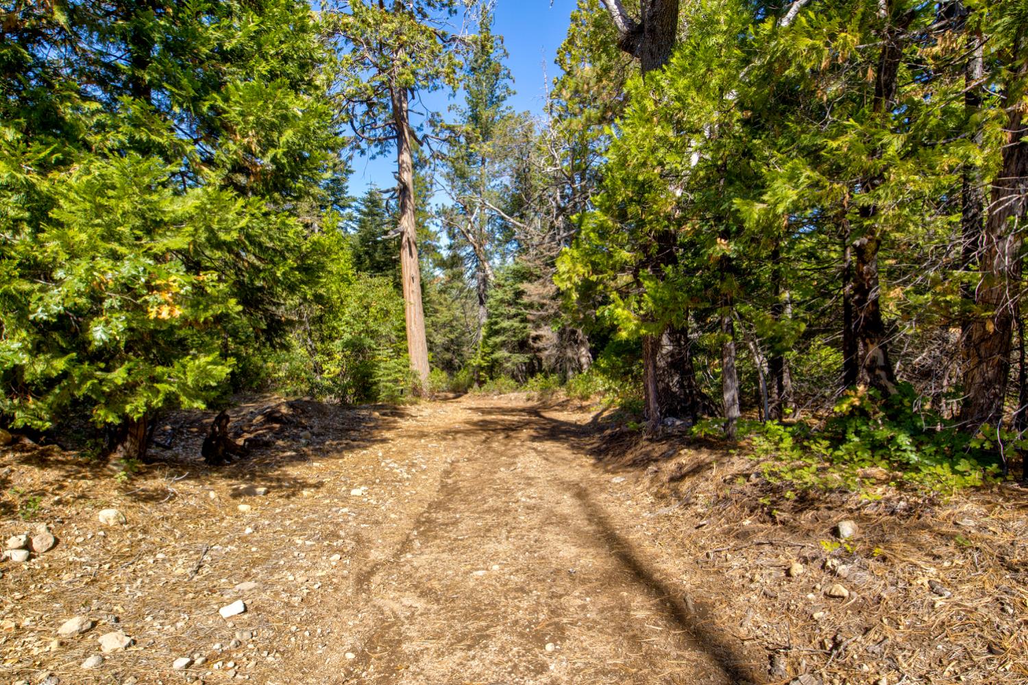 0 Kearsarge Mill Road Alta, CA 95715 - Photo 30 of 37 a view of a yard with plants and trees