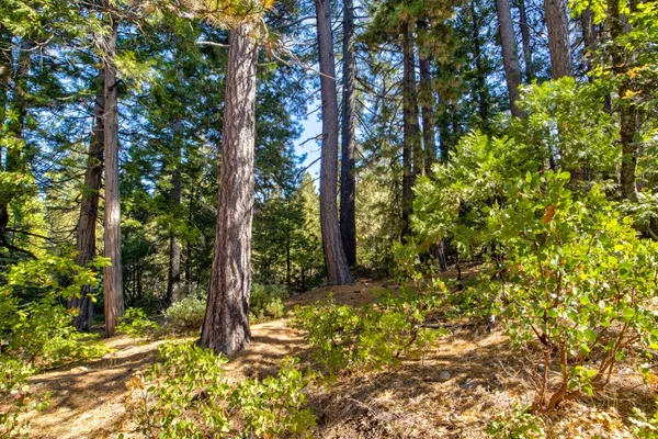 a view of a yard with plants and trees