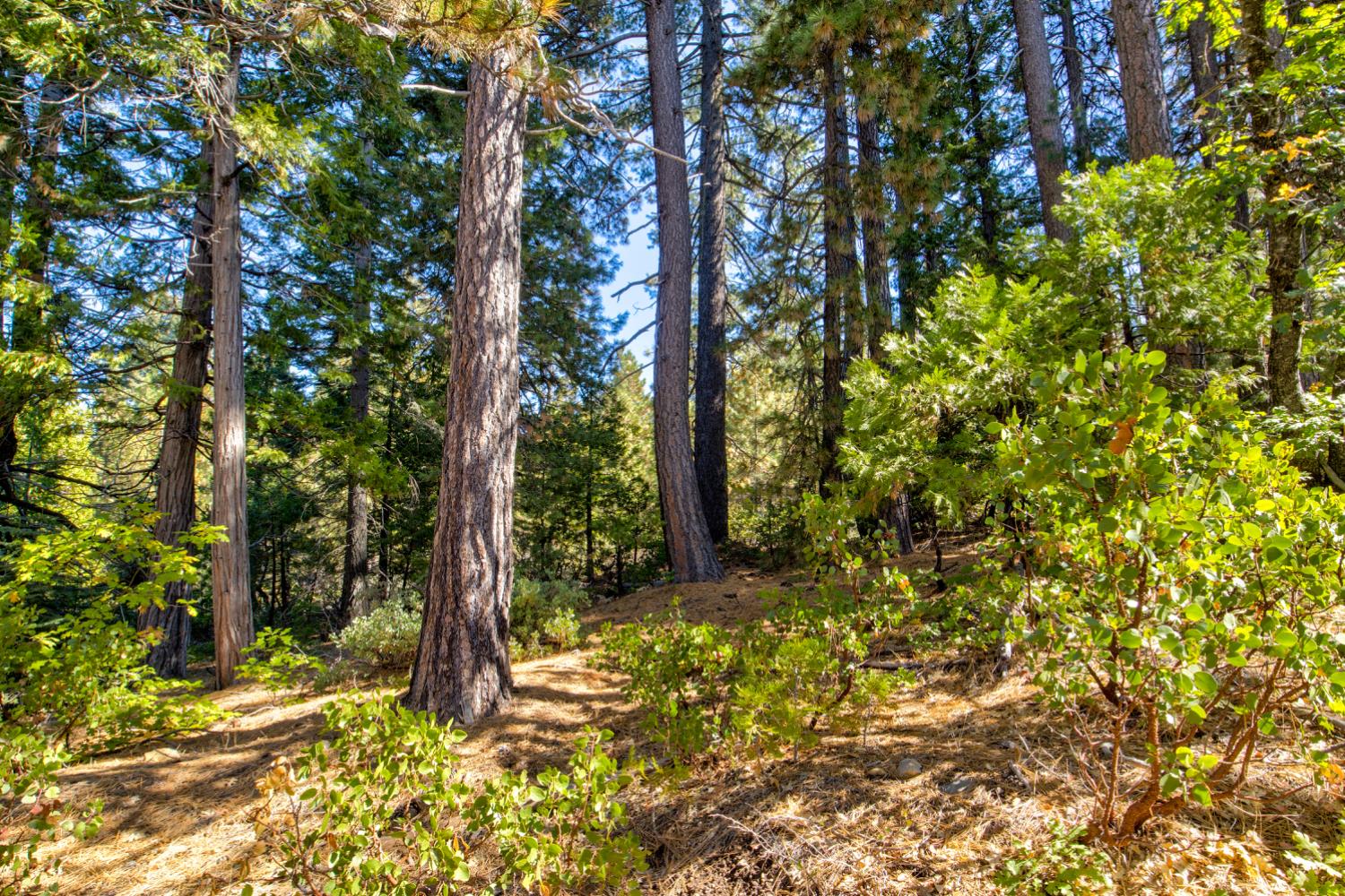 0 Kearsarge Mill Road Alta, CA 95715 - Photo 31 of 37 a view of a yard with plants and trees